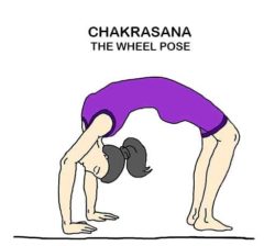 Chakrasana Yoga Asana